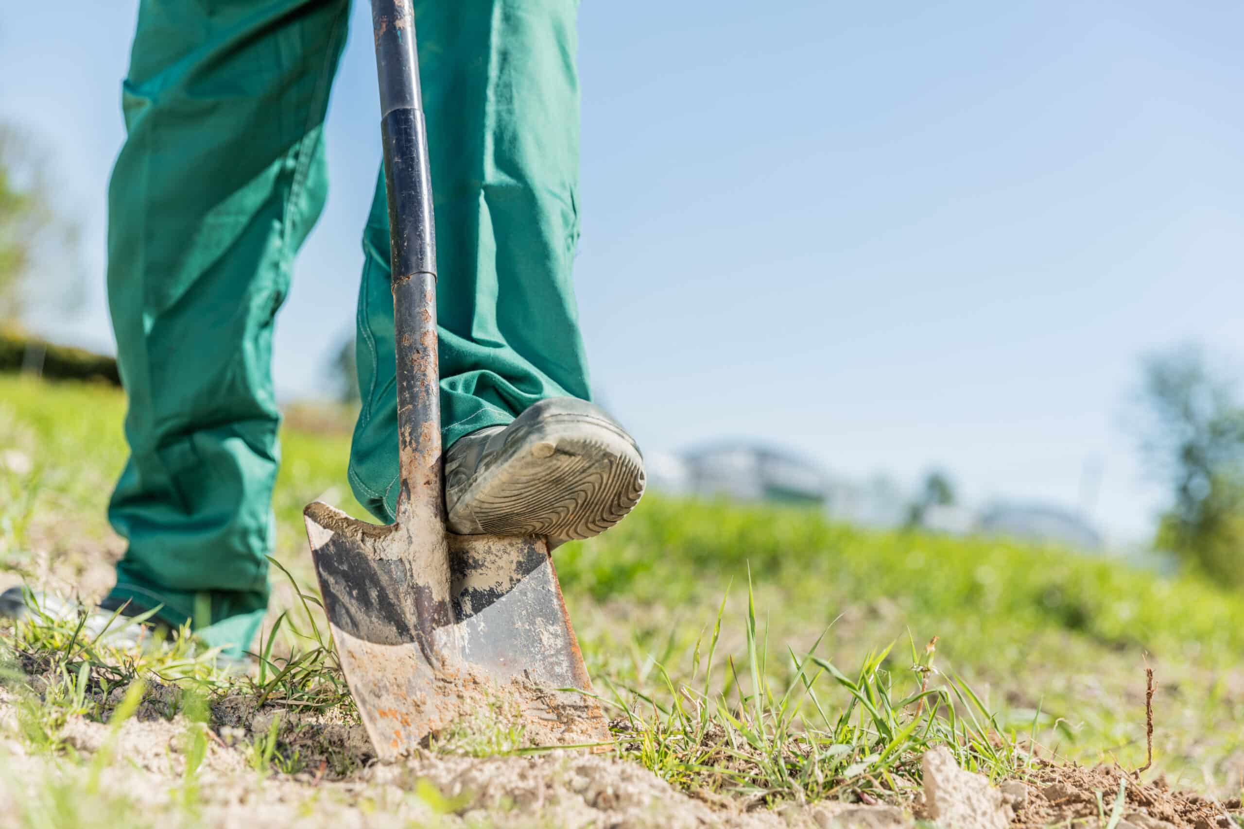 Gardener preparing soil for new plants with a shovel in a sunny garden.