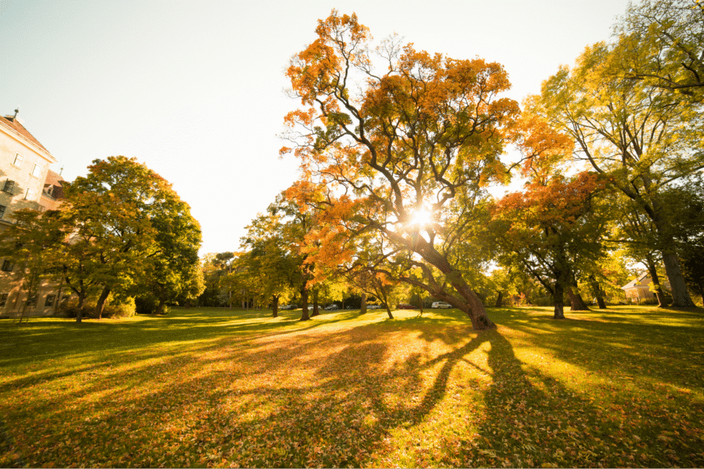 Autumn sunlight filters through vibrant trees in a serene park scene.
