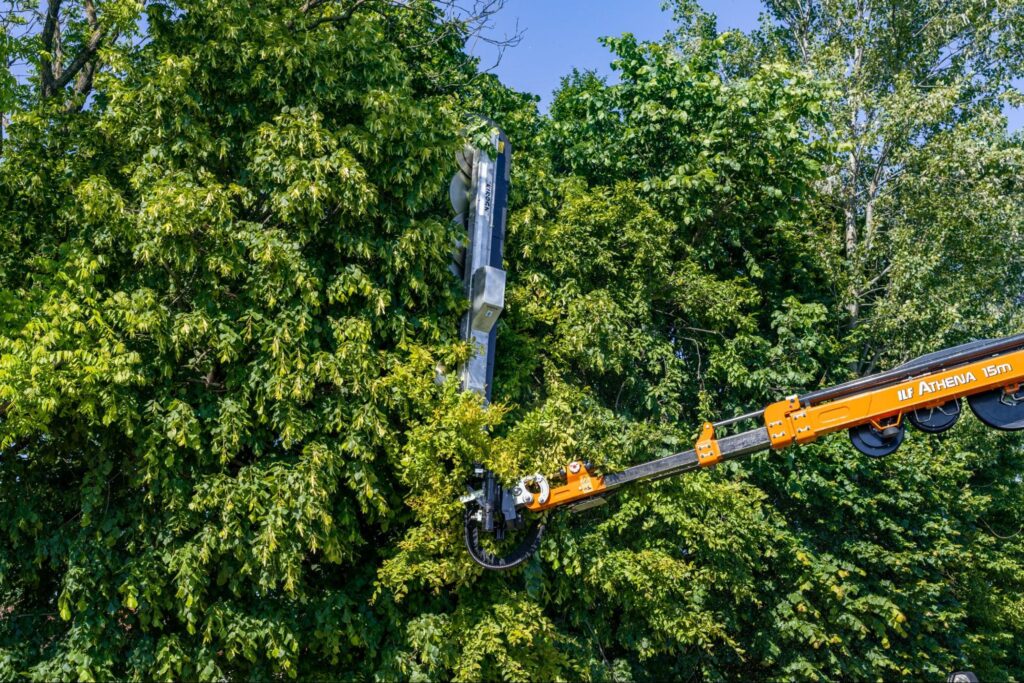 Tree trimming equipment reaches high branches in a lush green landscape.